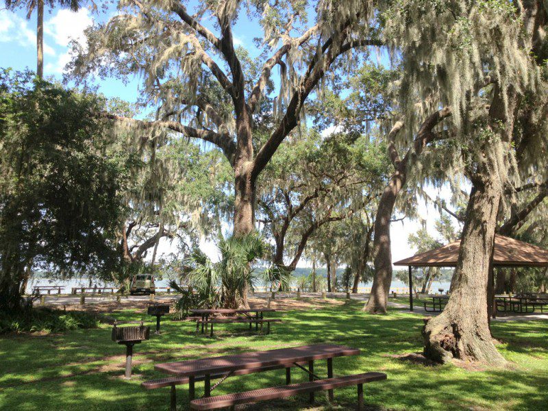 large trees providing shade for picnic tables