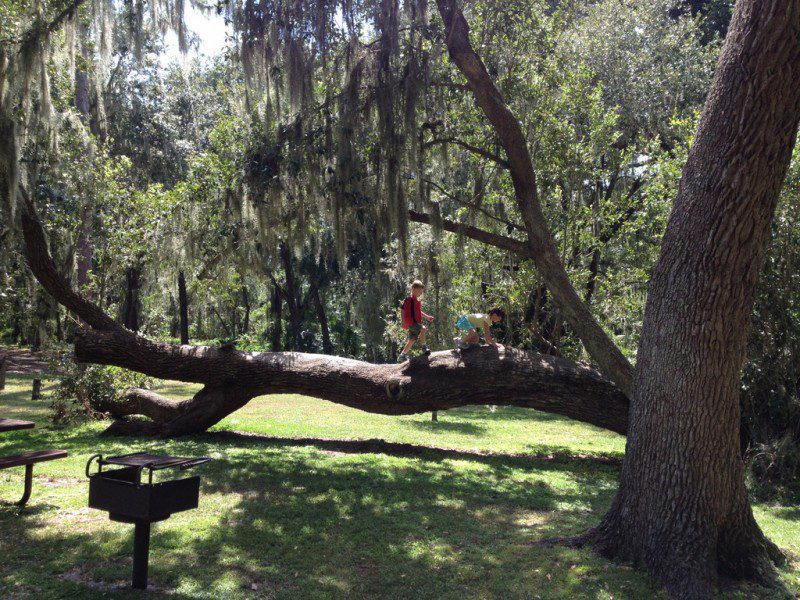 two kids playing on a large branch of a tree