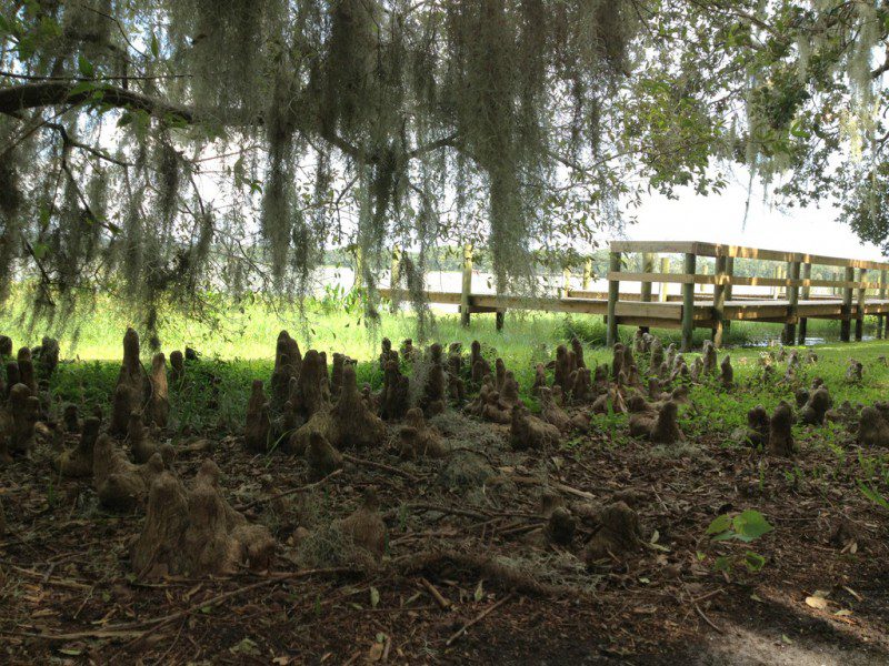 a dock with tree overhanging