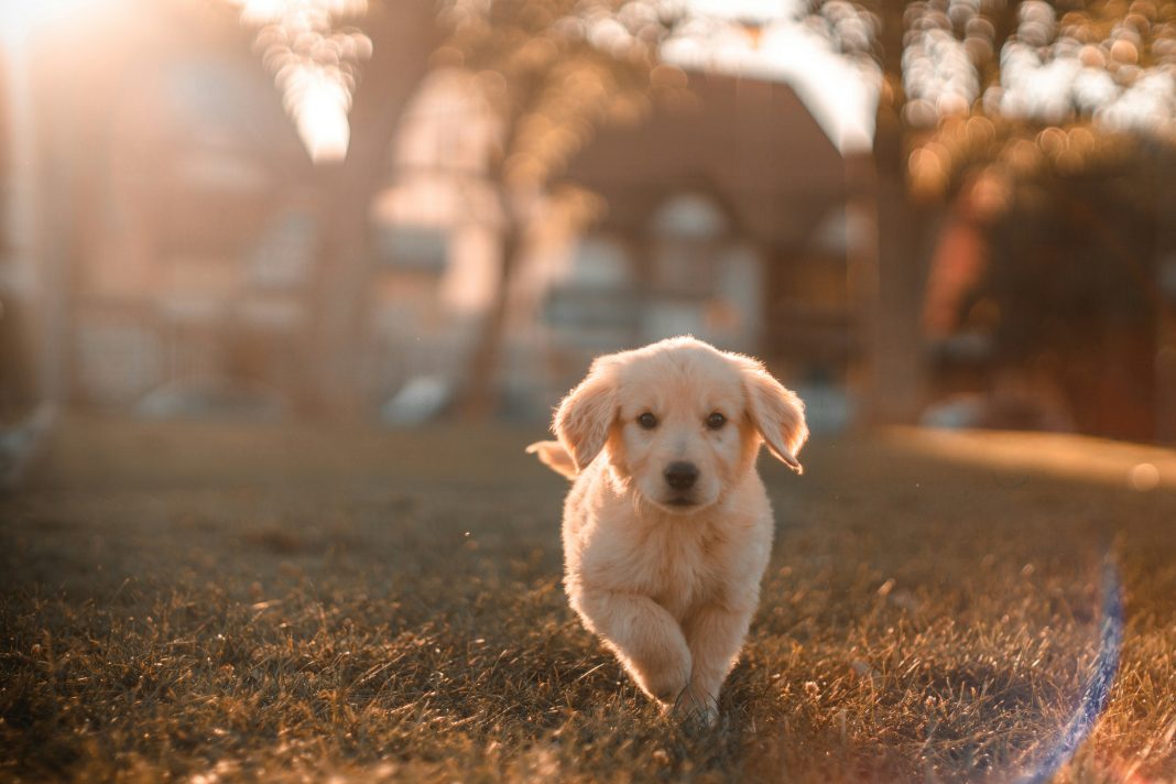 Becoming a Grandmother cristian-castillo via unsplash a puppy running towards the camera with the sun shining behind it