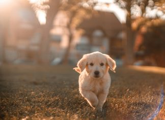 How I Became a Grandmother cristian-castillo via unsplash a puppy running towards the camera with the sun shining behind it