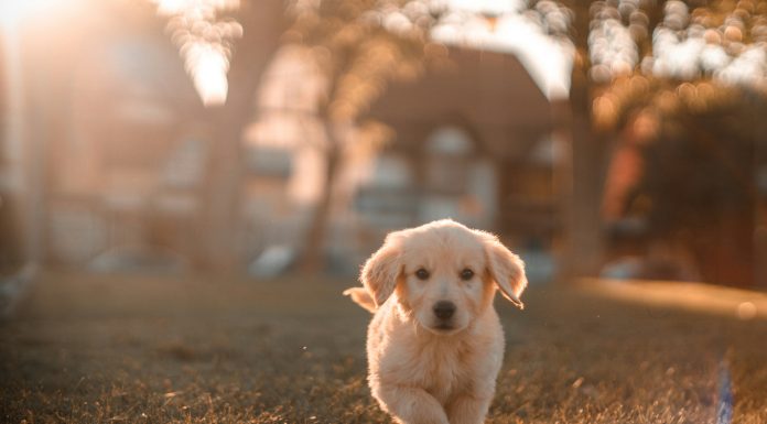 How I Became a Grandmother cristian-castillo via unsplash a puppy running towards the camera with the sun shining behind it