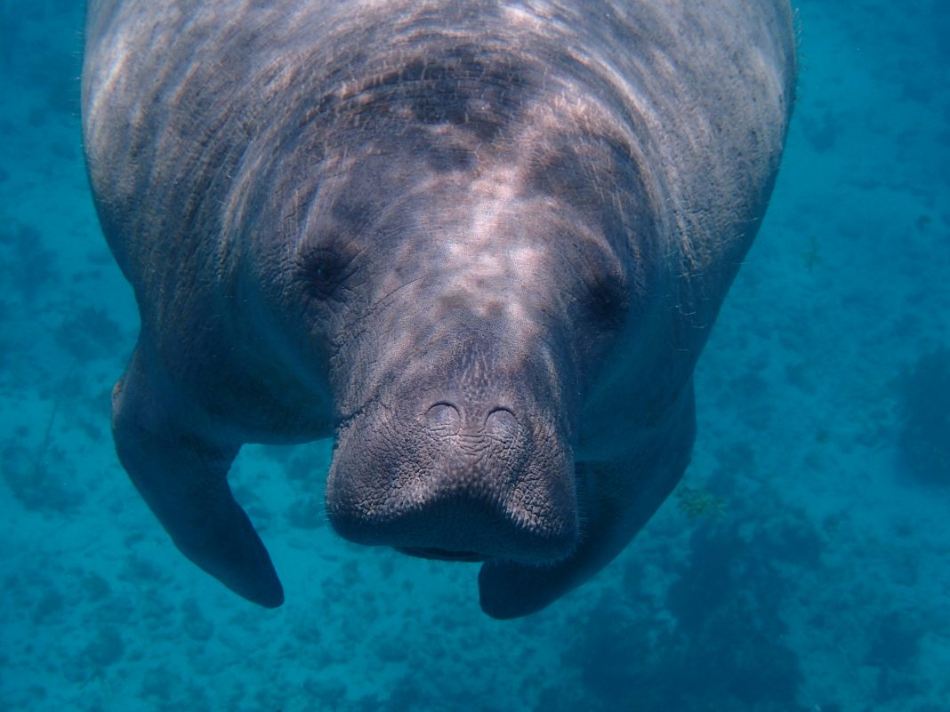 Manatees at Blue Spring Park maegan-luckiesh via unsplash manatee in the water