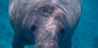 It’s Time to See the Manatees at Blue Spring State Park! maegan-luckiesh via unsplash manatee in the water