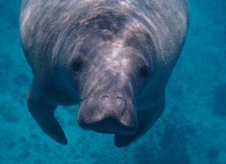 maegan-luckiesh via unsplash manatee in the water
