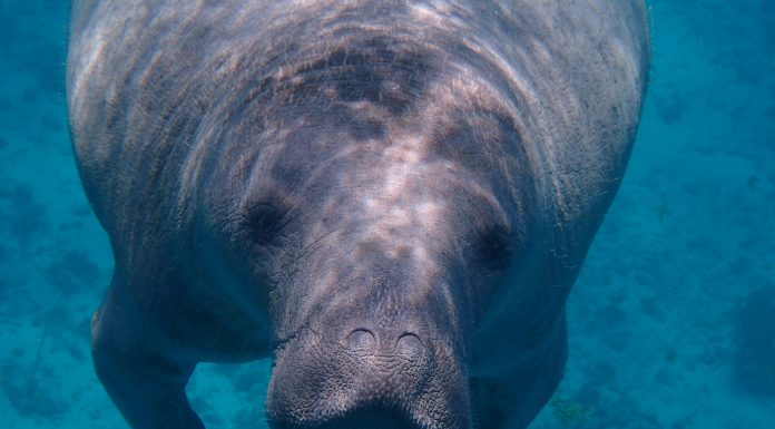 It’s Time to See the Manatees at Blue Spring State Park! maegan-luckiesh via unsplash manatee in the water