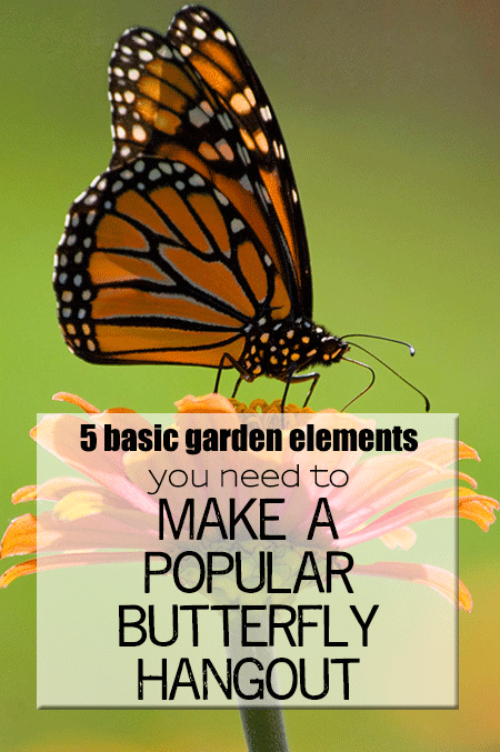 5-basic-garden-elements-you-need-to-make-it-a-popular-butterfly-hangout