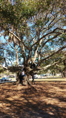 Climbing trees is best when there are no parents around to tell you when to stop aiming higher!