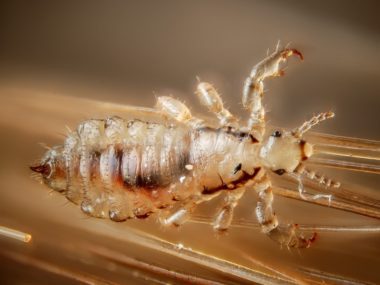 Male human head louse, Pediculus humanus capitis.