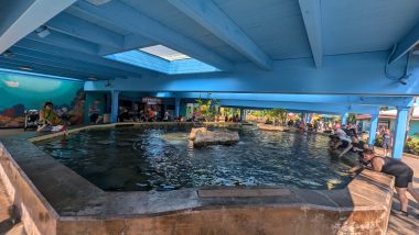 sting ray pool with blue ceiling and people feeding rays along the sides