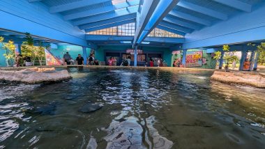 sting ray pool under a blue ceiling with people around it