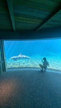 girl at the glass with a dolphin behind glass at seaworld orlando