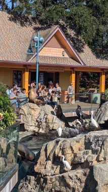 people looking at sea lions