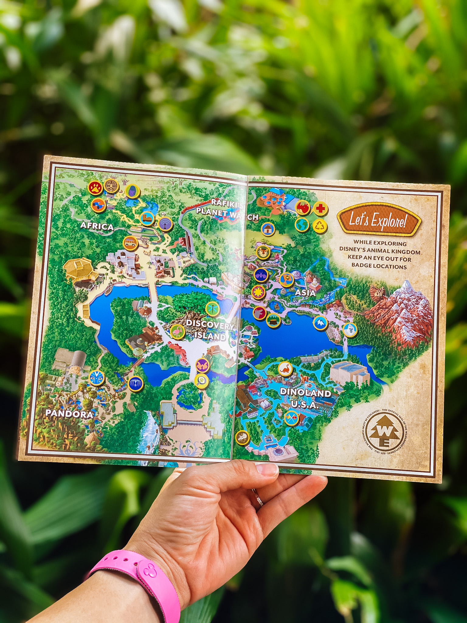 Wilderness explorers map of animal kingdom