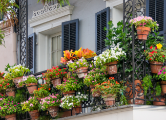 transform your outdoor space with plants!