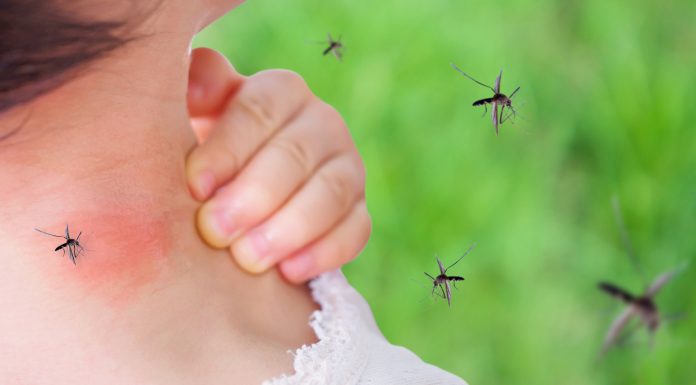 cute asian baby girl has rash and allergy on neck skin from mosquito bite and sucking blood while playing outdoor