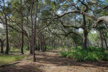 Lake Kissimmee State Park @Florida State Park Project