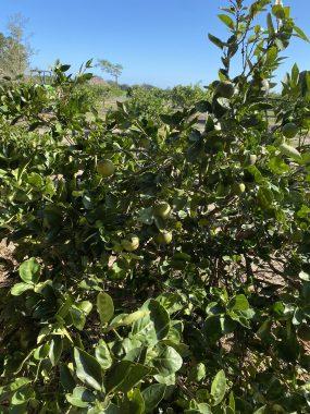 An orange tree.