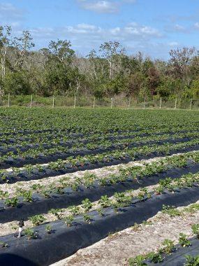 Strawberry field