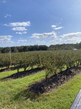 Blueberry field