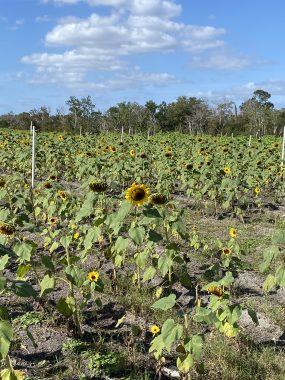 Sunflower field