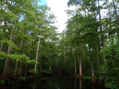 St. John's River