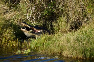 Apopka Wildlife Drive 