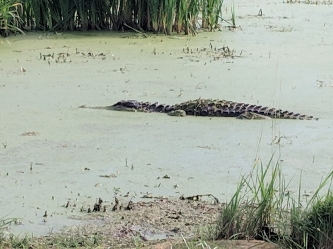 Apopka Wildlife Drive