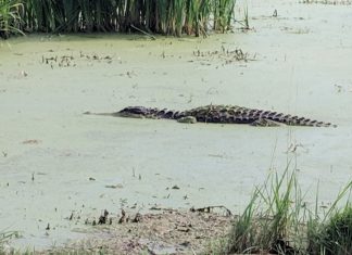 Apopka Wildlife Drive