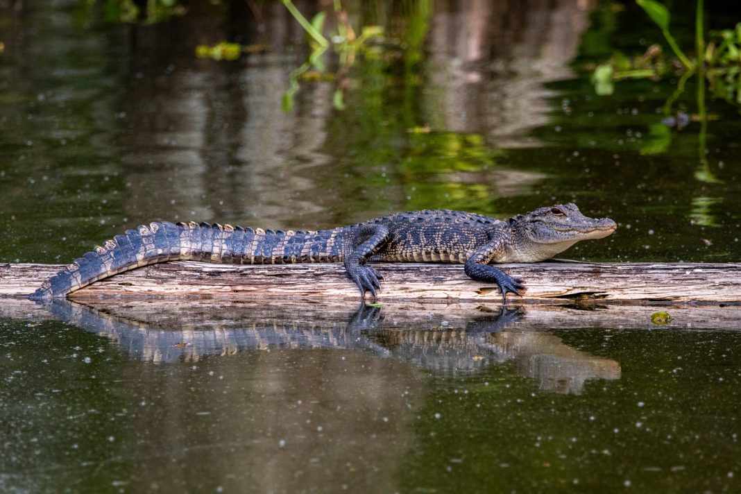 small alligator on a a log in a pond