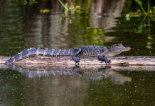 small alligator on a a log in a pond