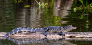 small alligator on a a log in a pond