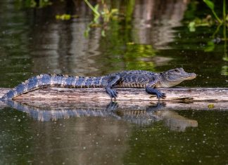 small alligator on a a log in a pond