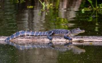 small alligator on a a log in a pond