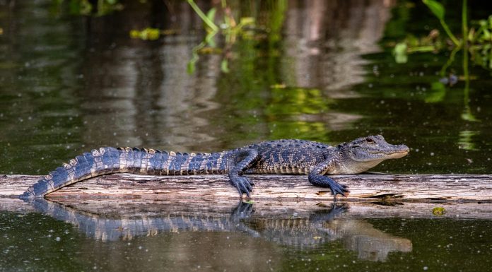 Places You are Guaranteed to See Alligators in Central Florida small alligator on a a log in a pond