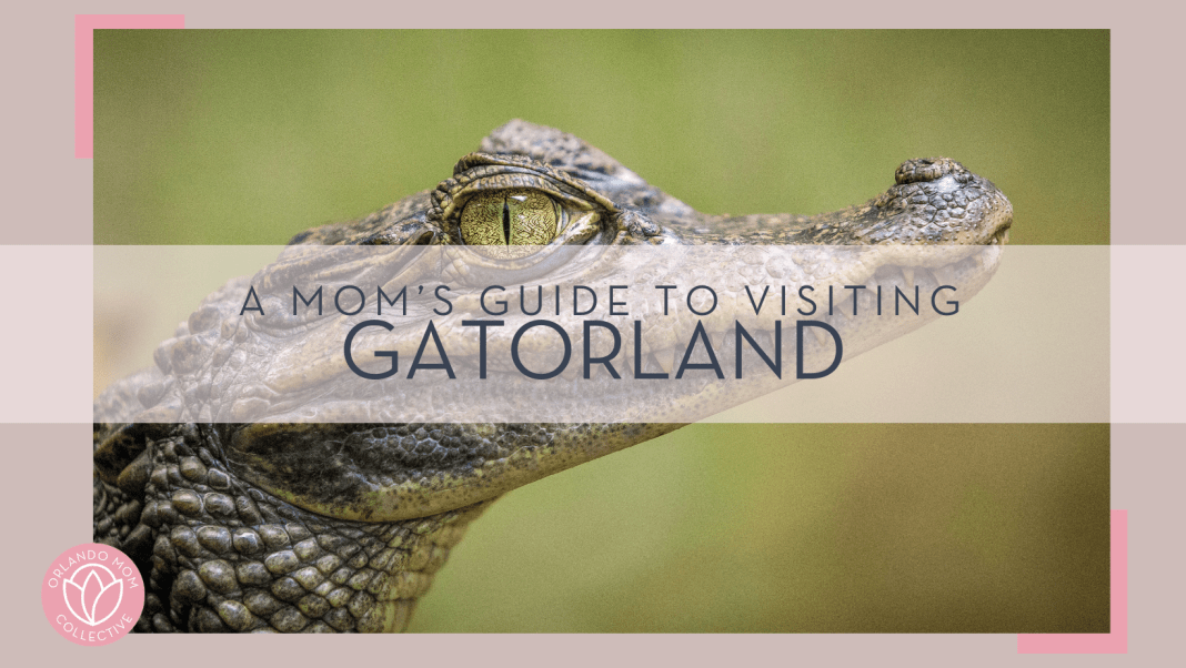 gaetano cessati via unsplash picture of small alligator from the side with 'a mom's guide to visiting gatorland' in text on top of the picture.