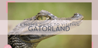 gaetano cessati via unsplash picture of small alligator from the side with 'a mom's guide to visiting gatorland' in text on top of the picture.