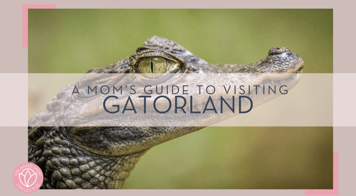 gaetano cessati via unsplash picture of small alligator from the side with 'a mom's guide to visiting gatorland' in text on top of the picture.