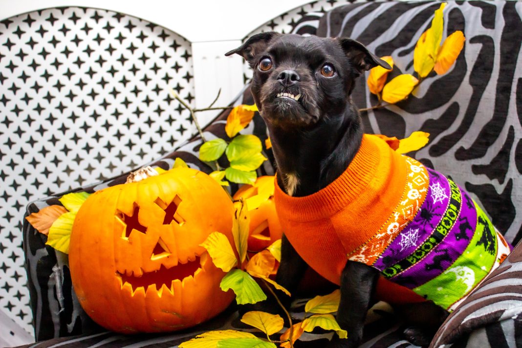 Halloween pet safety, dog in Halloween costume