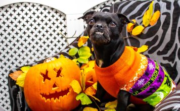 Halloween pet safety, dog in Halloween costume