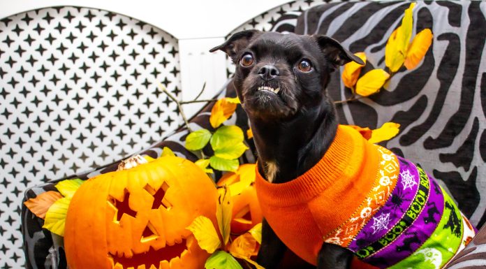 Halloween pet safety, dog in Halloween costume