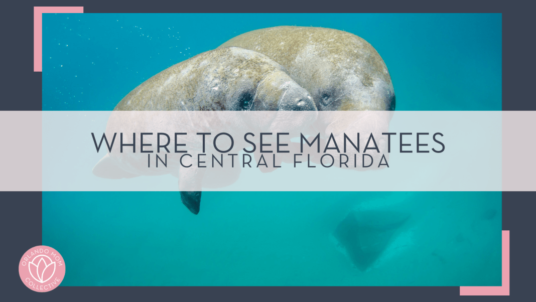 noaa via unsplash picture of a large and small manatee underwater with 'where to see manatees in Central Florida' in text overtop of photo