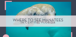 noaa via unsplash picture of a large and small manatee underwater with 'where to see manatees in Central Florida' in text overtop of photo