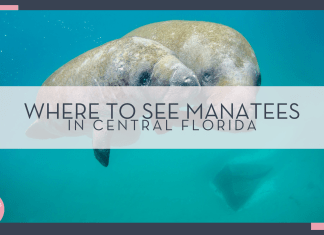 noaa via unsplash picture of a large and small manatee underwater with 'where to see manatees in Central Florida' in text overtop of photo