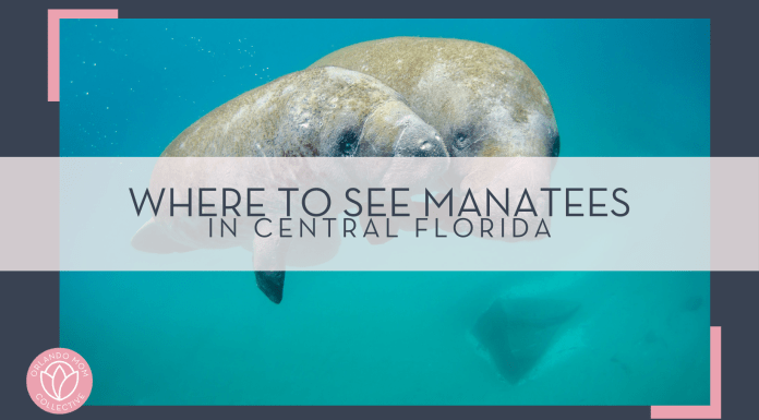 noaa via unsplash picture of a large and small manatee underwater with 'where to see manatees in Central Florida' in text overtop of photo