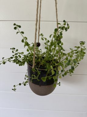 hanging plant