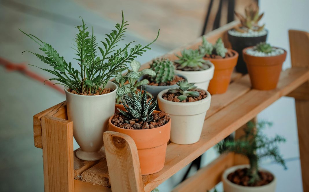 several plants, mostly succulents on a bench