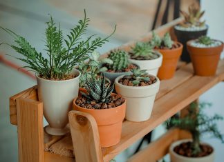 several plants, mostly succulents on a bench