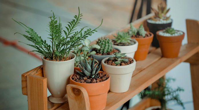 several plants, mostly succulents on a bench