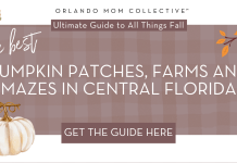 brown and tan gingham with cream pumpkin, hedgehog and branch with orange and red leaves with words 'the best pumpkin patches, farms and mazes in central florida'